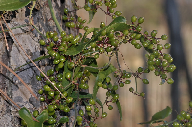 Smilax aspera  L.- Salsapariglia